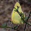 Harford's Sulphur - Hodges#4211.2 - photo 2