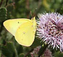Harford's Sulphur - Hodges#4211.2 - photo 3