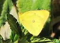 Harford's Sulphur - Hodges#4211.2 - photo 4