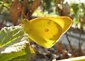 Harford's Sulphur - Hodges#4211.2 - photo 5