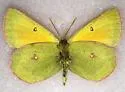 Hecla Sulphur - Hodges#4214