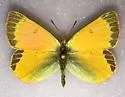 Hecla Sulphur - Hodges#4214 - photo 2