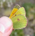 Hecla Sulphur - Hodges#4214 - photo 3