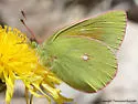 Mead's Sulphur - Hodges#4213