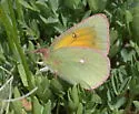 Mead's Sulphur - Hodges#4213 - photo 2