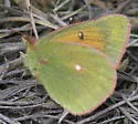 Mead's Sulphur - Hodges#4213 - photo 3