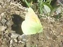 Mead's Sulphur - Hodges#4213 - photo 5