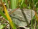 Labrador Sulphur - Hodges#4216