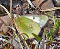 Labrador Sulphur - Hodges#4216 - photo 3