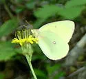 Western Sulphur - Hodges#4212