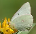 Western Sulphur - Hodges#4212 - photo 2
