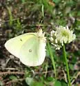 Western Sulphur - Hodges#4212 - photo 3