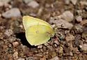 Western Sulphur - Hodges#4212 - photo 4