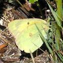 Western Sulphur - Hodges#4212 - photo 5