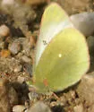 Paleano Sulphur - Hodges#4218