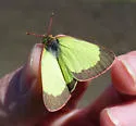 Paleano Sulphur - Hodges#4218 - photo 3