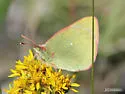 Paleano Sulphur - Hodges#4218 - photo 4