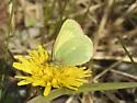 Paleano Sulphur - Hodges#4218 - photo 5