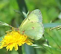 Pelidne Sulphur - Hodges#4221