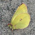 Pelidne Sulphur - Hodges#4221 - photo 2