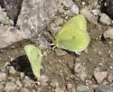 Pelidne Sulphur - Hodges#4221 - photo 3