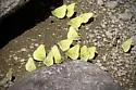 Pelidne Sulphur - Hodges#4221 - photo 4