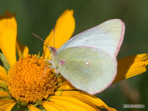 Scudder's Sulphur - Hodges#4223