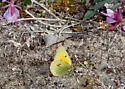 Booth's Sulphur - Hodges#4215 - Colias tyche