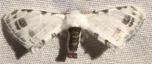 Colla coelestis - photo 2