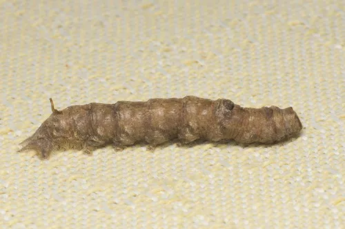 Colla rhodope - photo 4