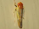 Colladonus aureolus