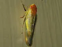 Colladonus aureolus - photo 2