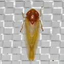 Colladonus aureolus - photo 3