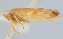 Colladonus balius
