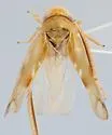 Colladonus balius - photo 2