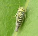 Colladonus belli