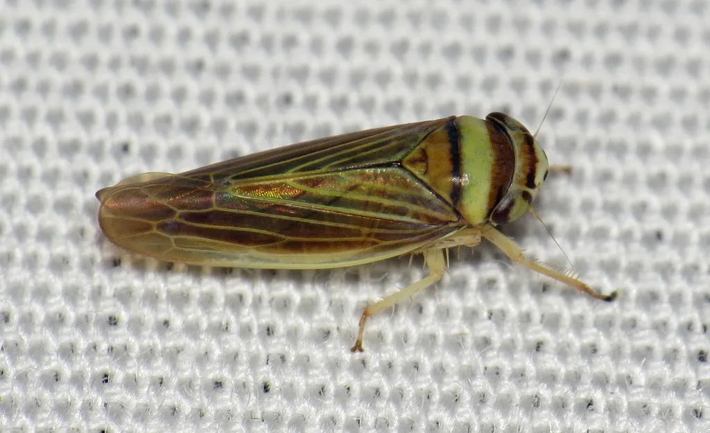 Colladonus brunneus - photo 2