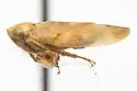 Colladonus cachellus