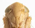 Colladonus cachellus - photo 3