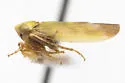 Colladonus cachellus - photo 5