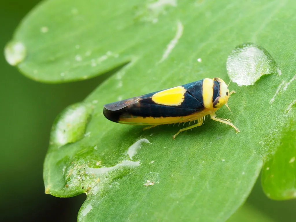 Saddleback Leafhopper - photo 2
