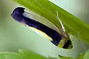 Colladonus collaris