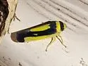 Colladonus collaris - photo 2