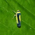 Colladonus collaris - photo 3
