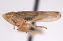 Colladonus commissus