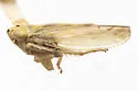 Colladonus davisi