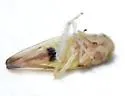Colladonus eburatus