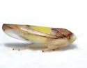 Colladonus eburatus - photo 2