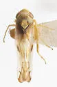 Colladonus egenus - photo 2