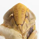 Colladonus espinosus - photo 3